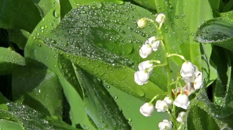 Lily of the Valley of the drops Stock Footage 8570977