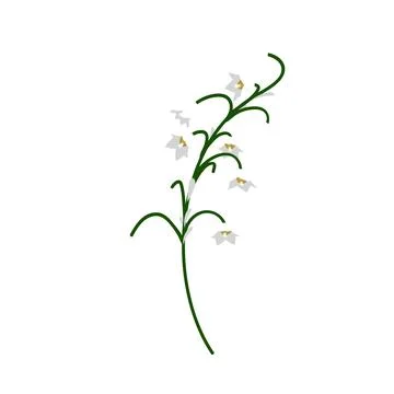 Lily Of Valley Flower Stock Illustration