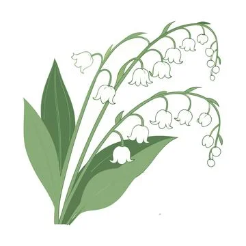 Lily of the valley flower Stock Illustration