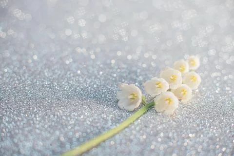 Lily of the valley flowers close up with selective focus on light silver Stock Photos