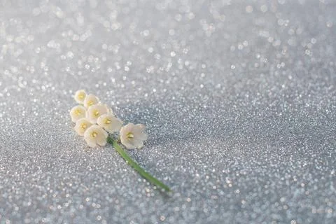 Lily of the valley flowers close up with selective focus on light silver Stock Photos