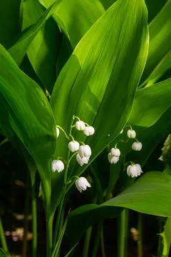 Convallaria majalis (Lily of the Valley, Lily-of-the-valley