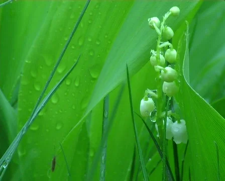 Lily of valley Vídeo Stock 671184
