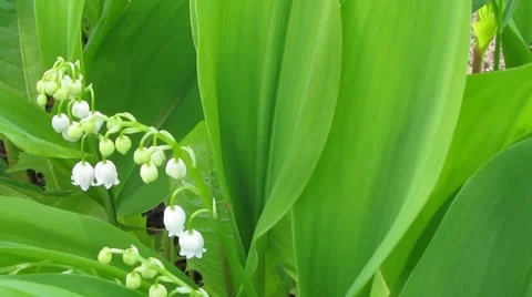 Lily of the valley Video stock 5297241