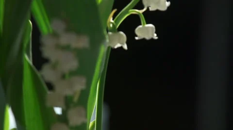 Lily of the valley Stock-Footage 49747519