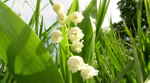 Lily of the valley Stock Footage 68943920