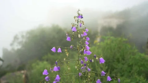 Lily of the valley Stock Footage 93492181
