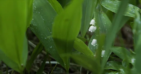 Lily of the valley Stock Footage 134066276