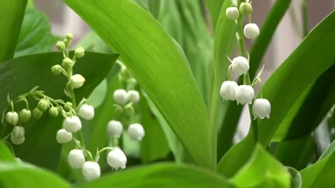 Lily of the valley 库存影片 153370371