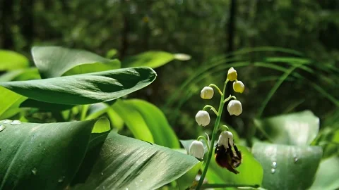Lily of the valley Stock Footage 169792857