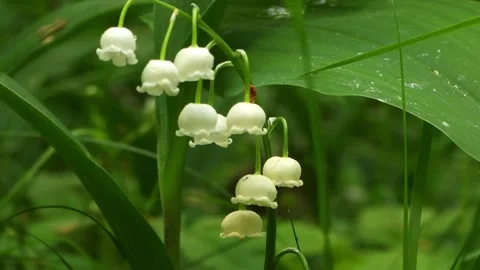 Lily of the Valley Forest Close Up Stock Footage 330472716