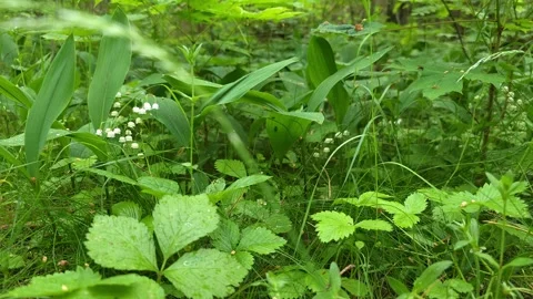 Lily Of The Valley Forest Floor Stock Footage 334673969