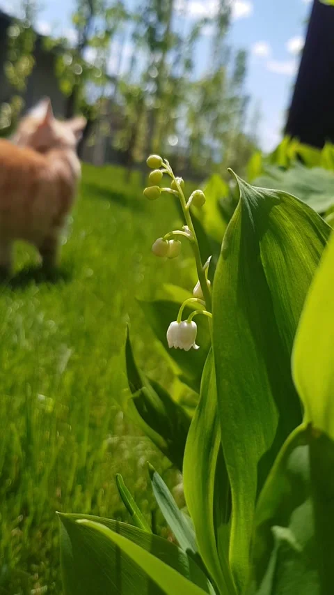 Lily of the Valley with Ginger Cat in Background Stock Footage 296074759