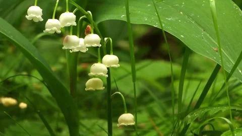 Lily Of The Valley In Green Forest Stock Footage 330156112