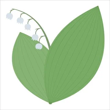 Lily of the valley with green leaves Stock Illustration