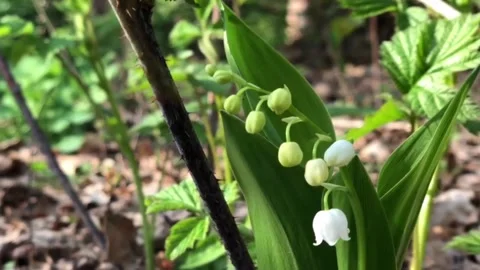 Lily of the valley grows among the grass in the forest Video stock 132883805