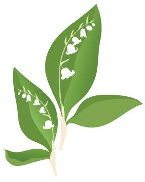 Lily of the valley Illustrazione stock