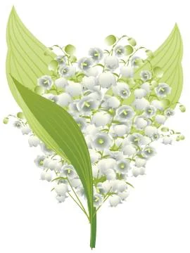 Lily of the Valley Illustration