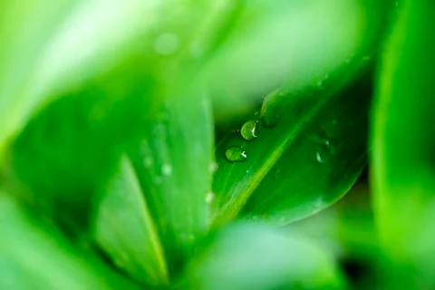 Lily of the valley leaf Stock Photos