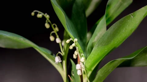 Lily of the valley opening Stock Footage 50714955