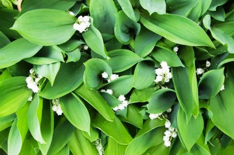 Lily of the valley Stock Photos