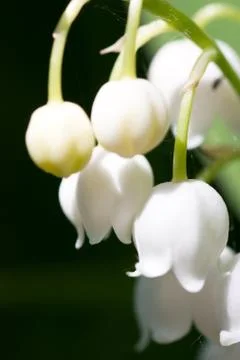 Lily of the valley Stock Photos