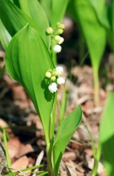 Lily of the valley Foto stock