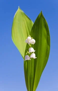 Lily of the valley Stock Photos