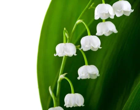 Lily-of-the-valley Stock Photos