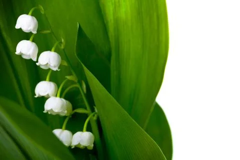 Lily-of-the-valley Stock Photos