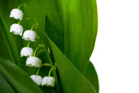 Lily-of-the-valley Stock Photos