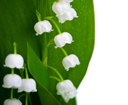 Lily-of-the-valley Stock Photos