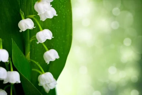 Lily-of-the-valley Stock Photos