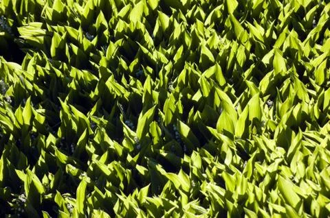 Lily of the valley Stock Photos