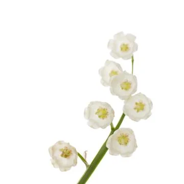 Lily of the valley Stock Photos