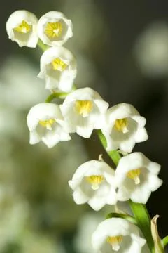 Lily of the valley Stock Photos