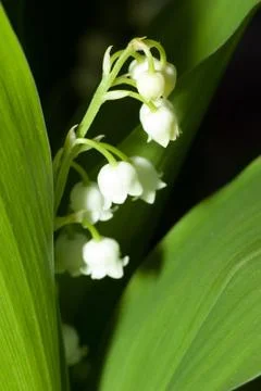Lily of the valley Stock Photos