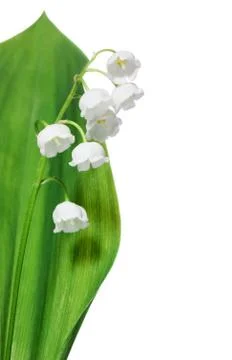 Lily of the valley Foto stock