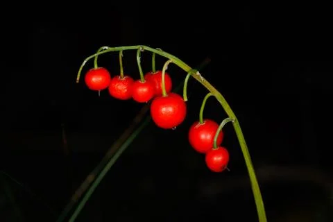 Lily of the Valley Stock Photos