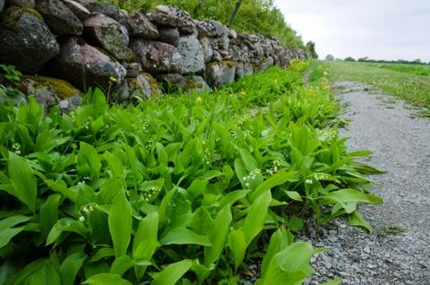 Lily of the valley Stock Photos
