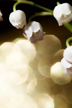Lily of the valley Stock Photos