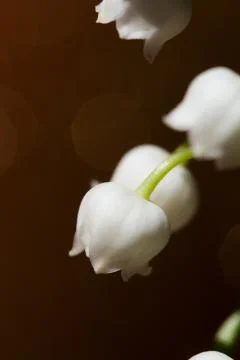 Lily of the valley Stock Photos