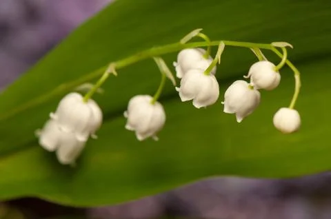 Lily of the valley Stock Photos