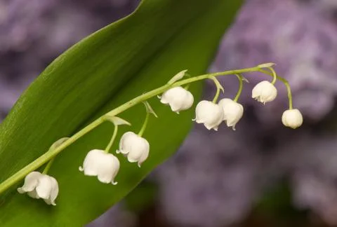 Lily of the valley Stock Photos