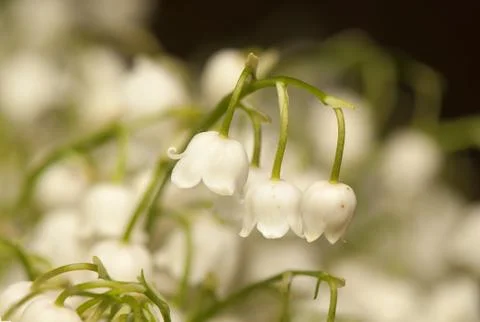 Lily of the valley Stock Photos