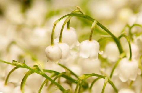 Lily of the valley Stock Photos