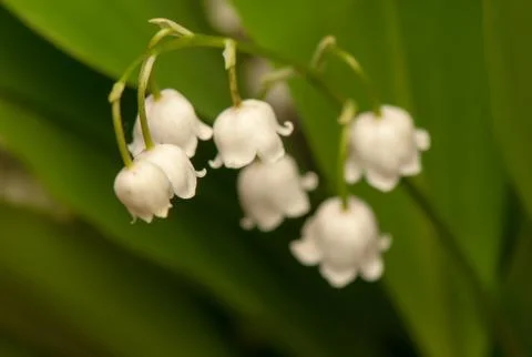 Lily of the valley Stock Photos