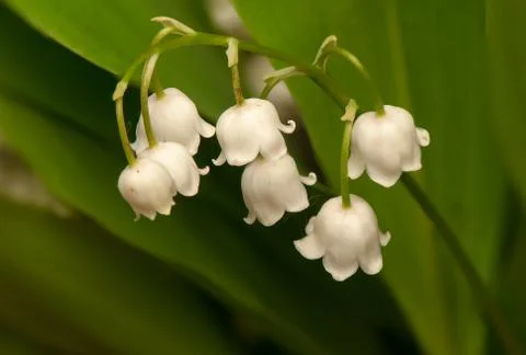 Lily of the valley Stock Photos