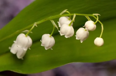 Lily of the valley Stock Photos