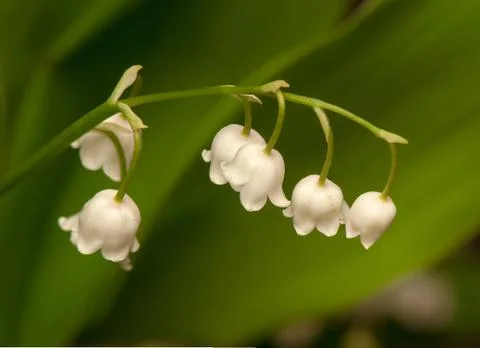 Lily of the valley Foto stock